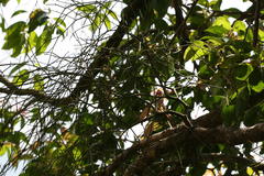 Viscum angulatum